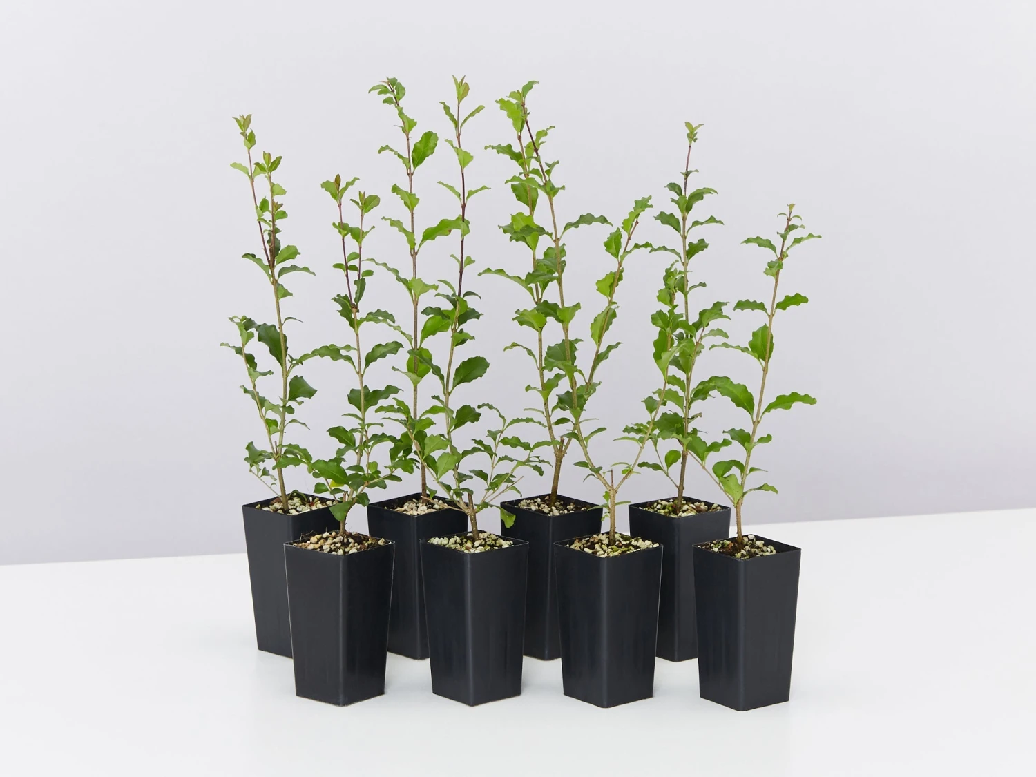 Ligustrum Undulatum Box-leaved Privet Evergreen Hedging Pack