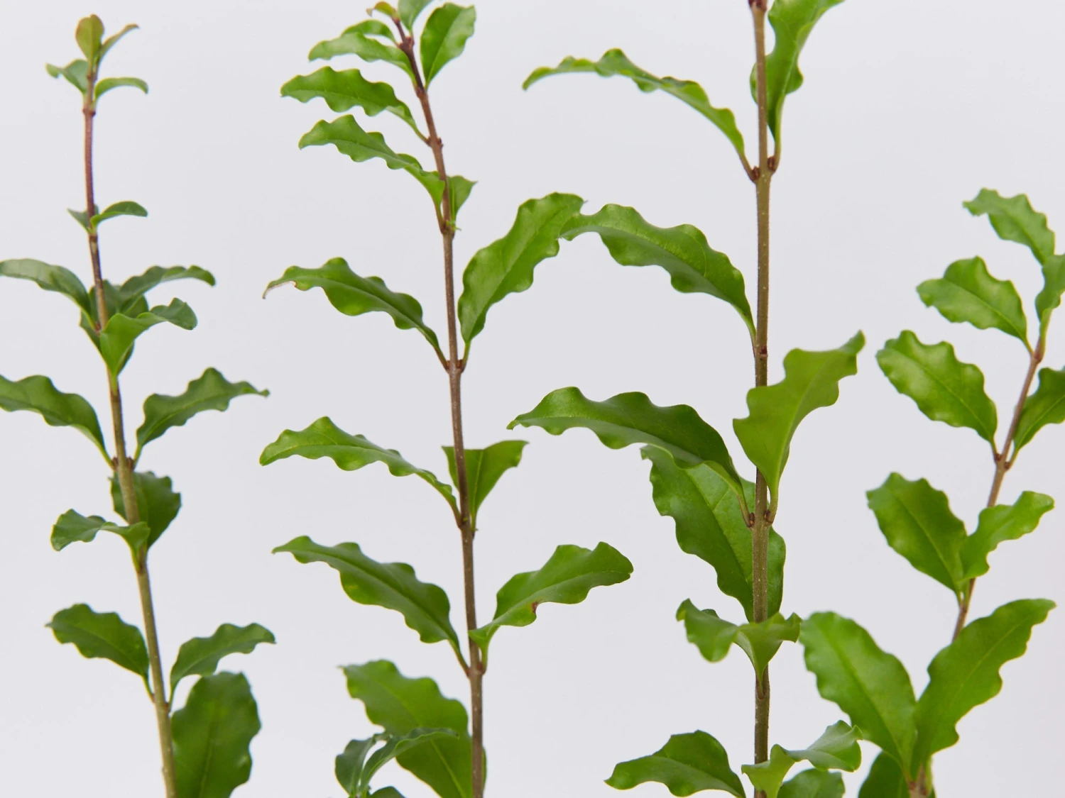 Ligustrum Undulatum Box-leaved Privet Evergreen Hedging Pack - Image 3