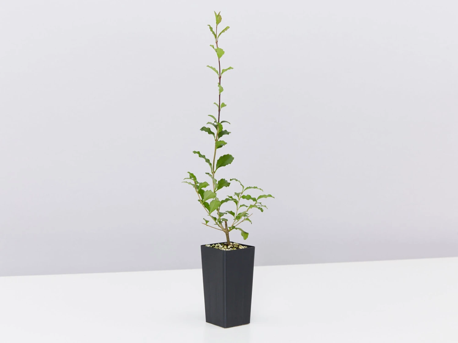 Ligustrum Undulatum Box-leaved Privet Evergreen Hedging Pack - Image 4