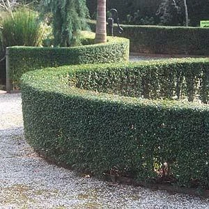 Ligustrum Undulatum Box-leaved Privet Evergreen Hedging Pack - Image 5