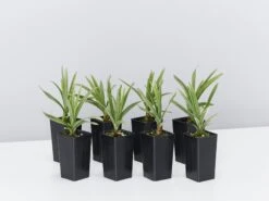 Pink Pearl™ Liriope Muscari ‘VS001’