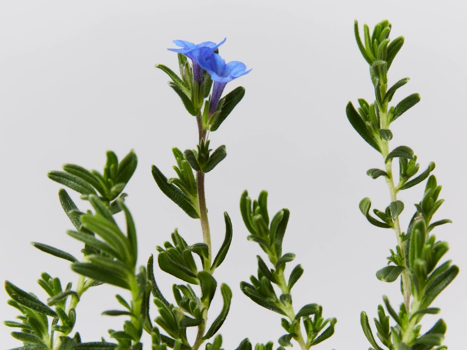 Lithodora Diffusa 'Grace Ward' - Image 2