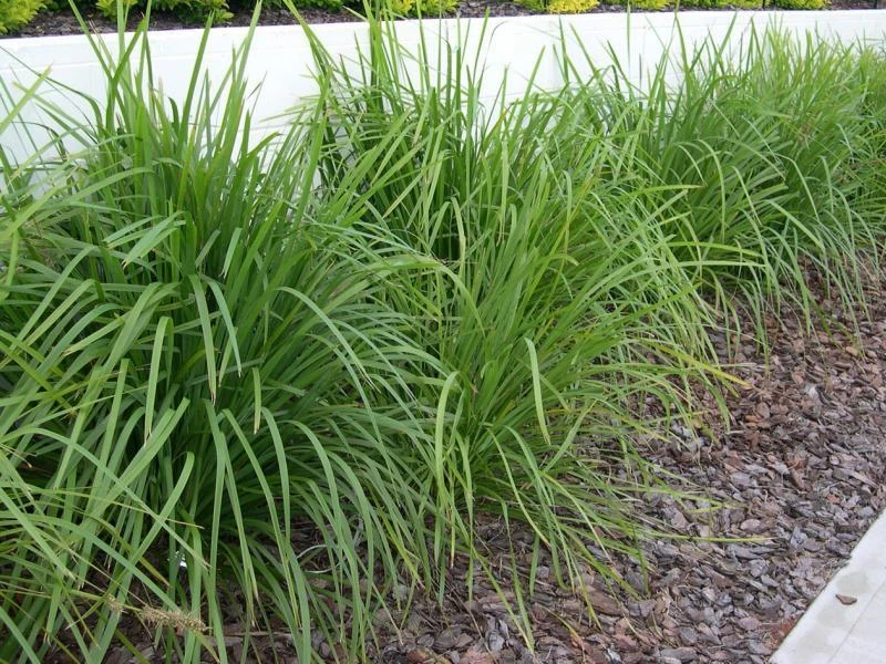 Lomandra Longifolia Mat Rush - Image 6