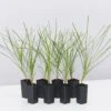 Lomandra Lime Tuff