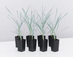 Lomandra Glauca Blue Ridge