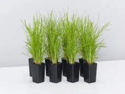 Lomandra Confertifolia "Little Con"