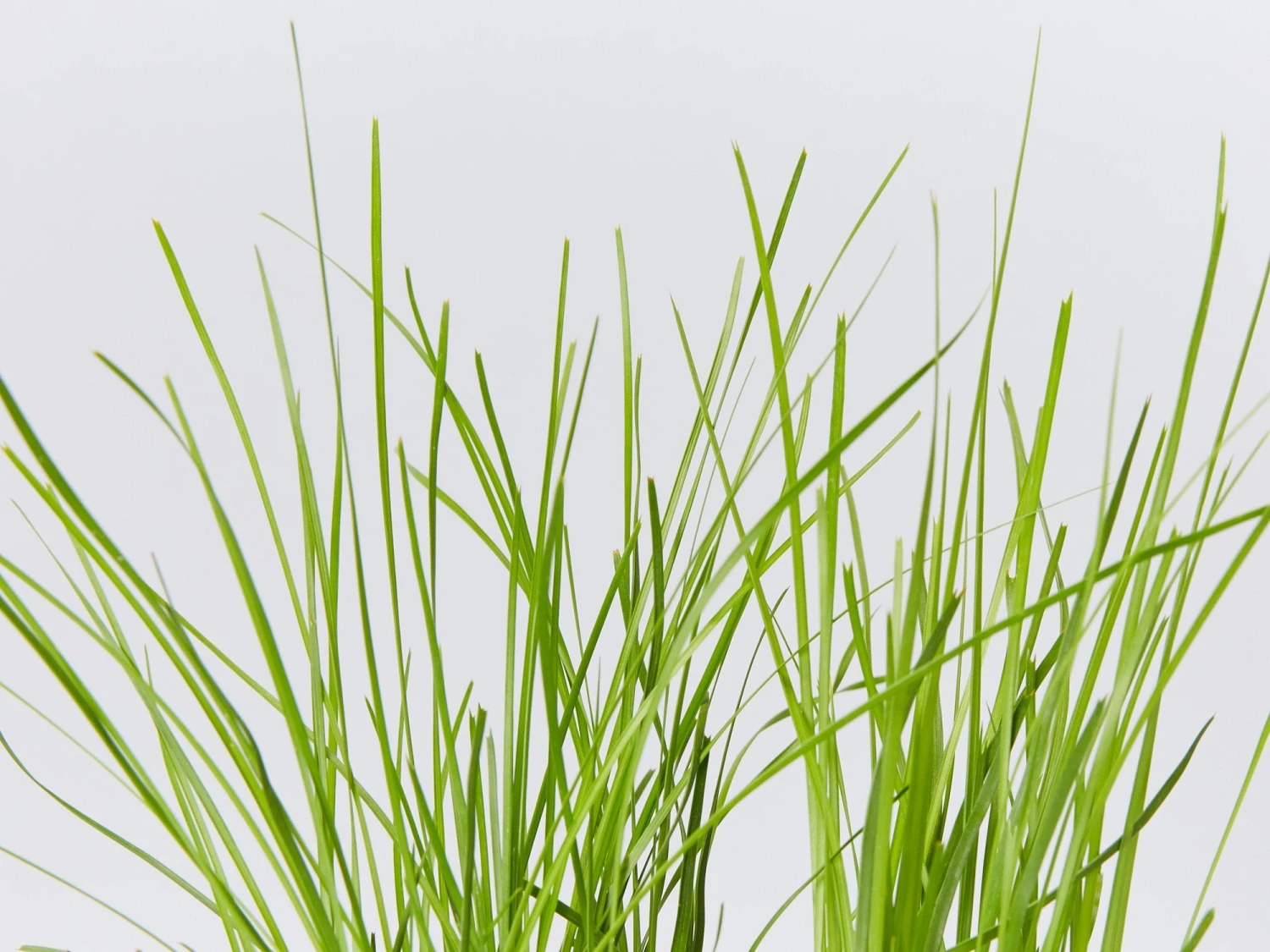 Lomandra Confertifolia "Little Con" - Image 2