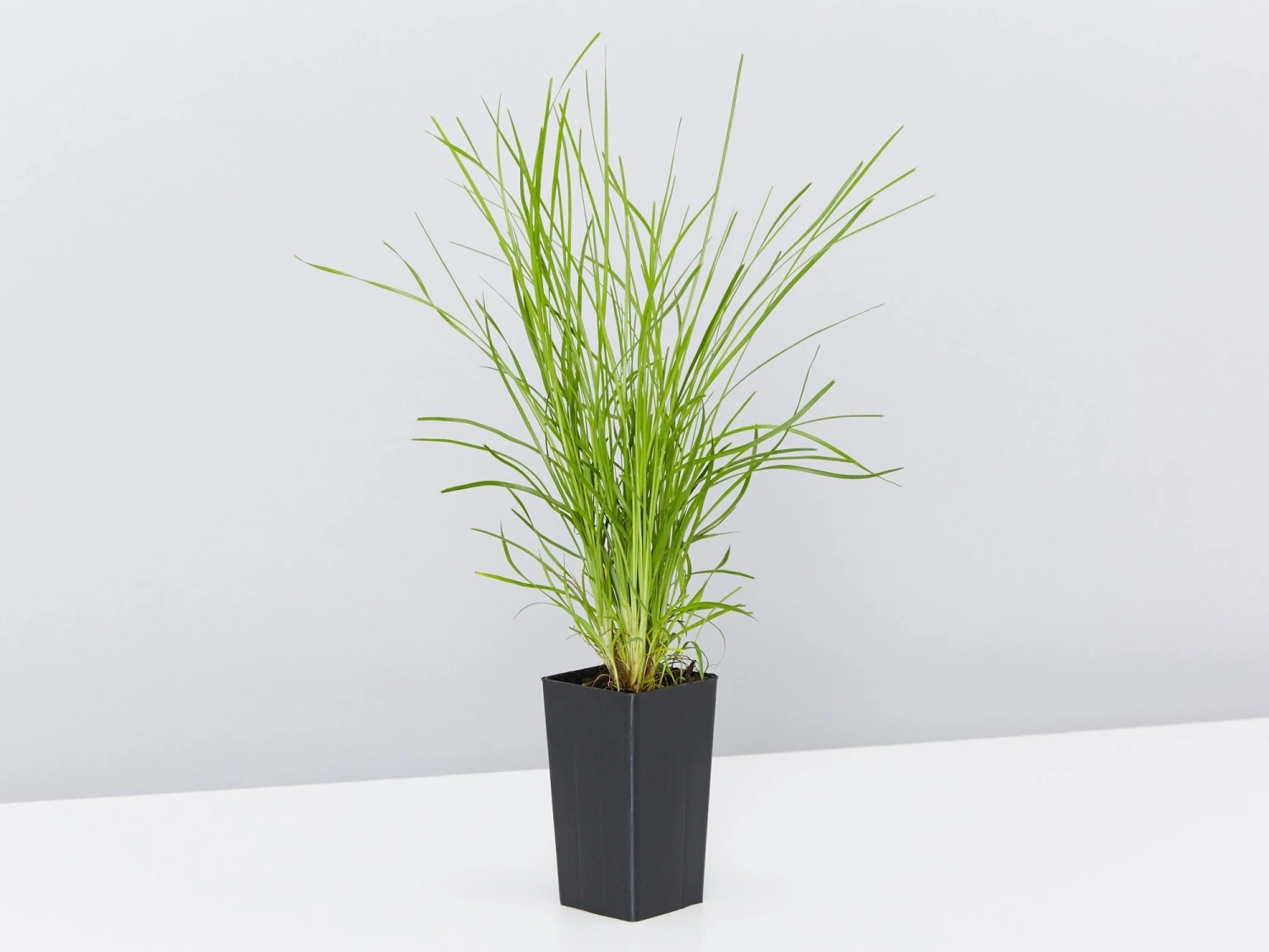 Lomandra Confertifolia "Little Con" - Image 3