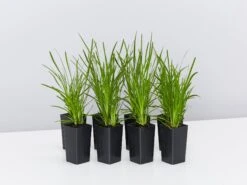 Lomandra Confertifolia Little Pal