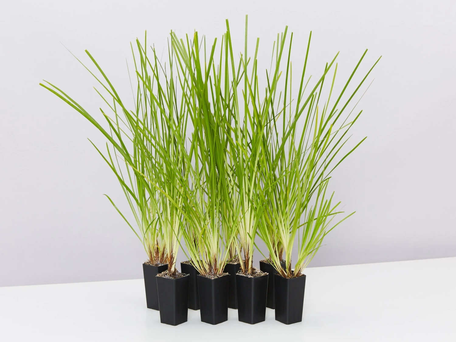 Lomandra Longifolia Dalliance