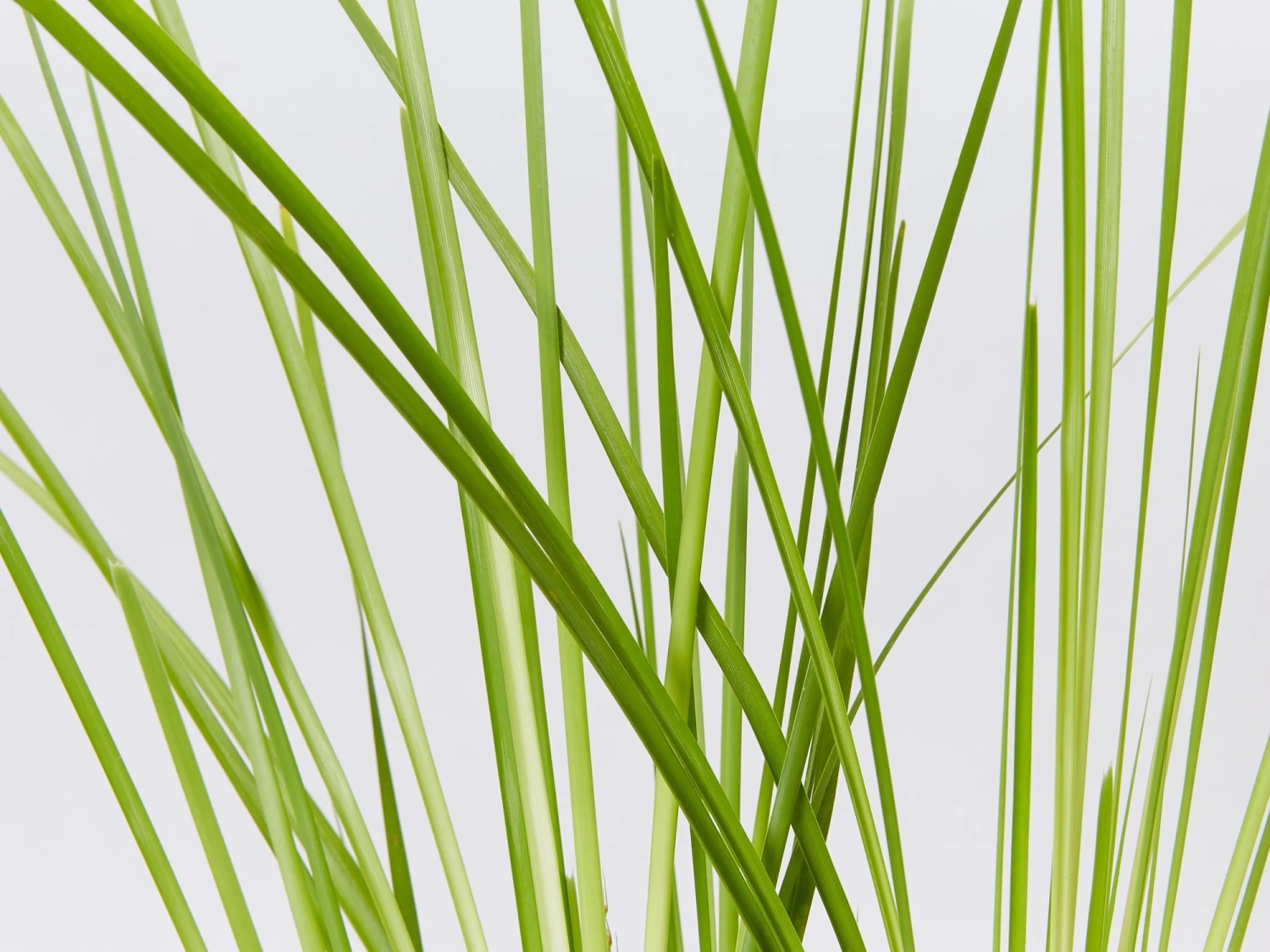 Lomandra Longifolia Dalliance - Image 5