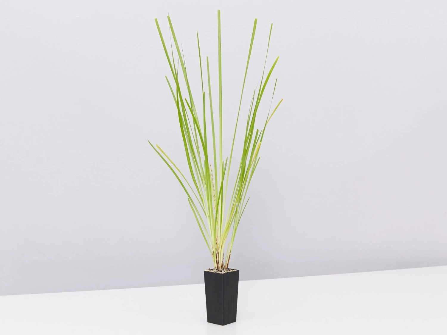 Lomandra Longifolia Dalliance - Image 3