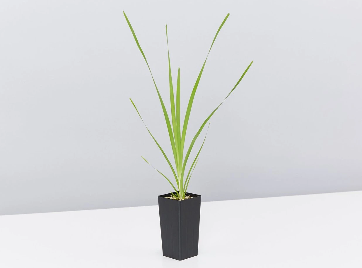 Australian Native Rainforest Mixed Pack - Image 5