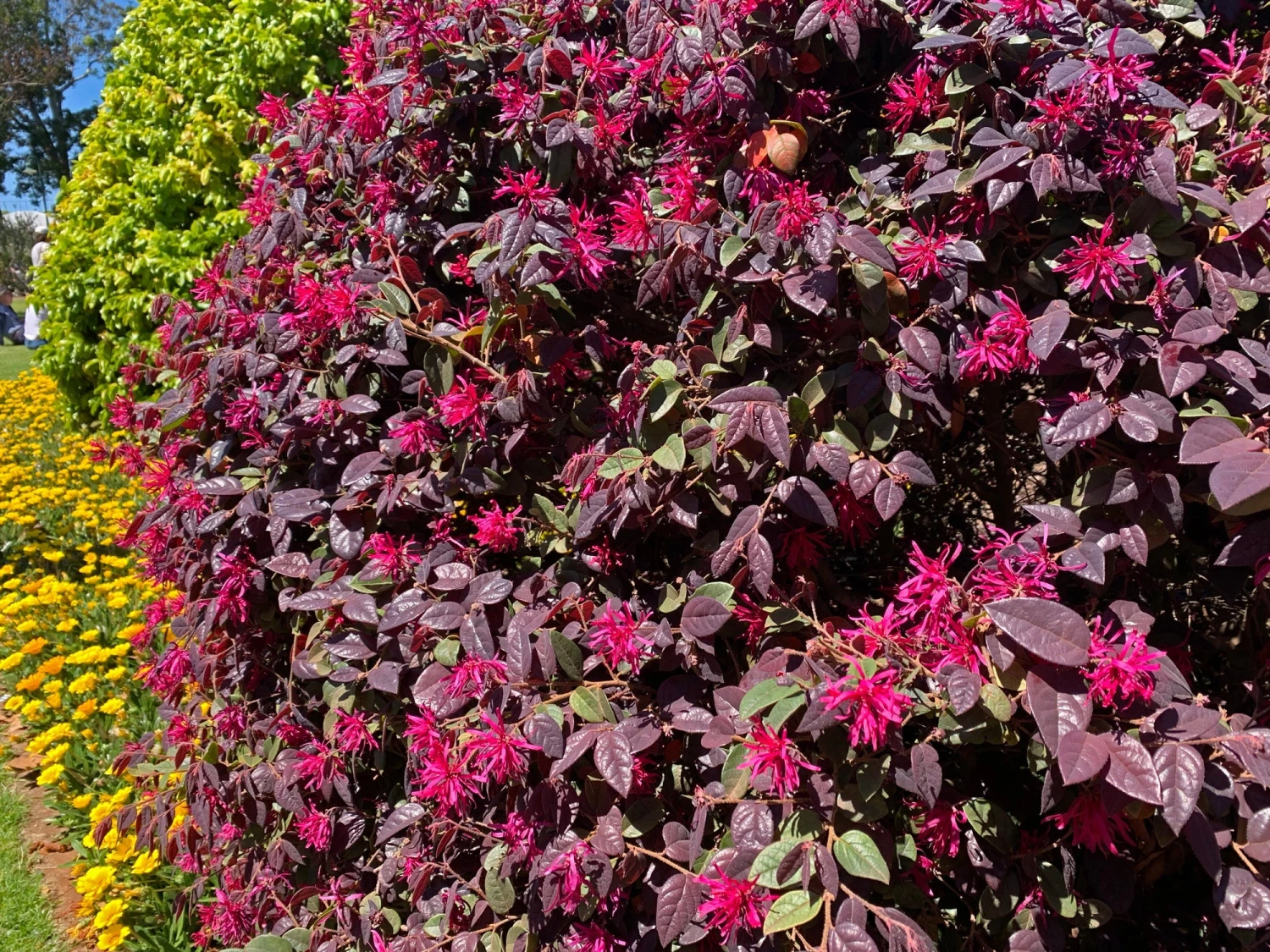 Loropetalum Chinense Fringe Flower - Bobz Red - Image 6