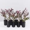 Loropetalum Chinense Fringe Flower - Bobz Red