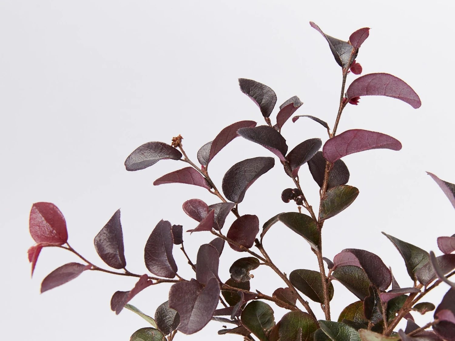 Loropetalum Chinense Fringe Flower - Bobz Red - Image 3