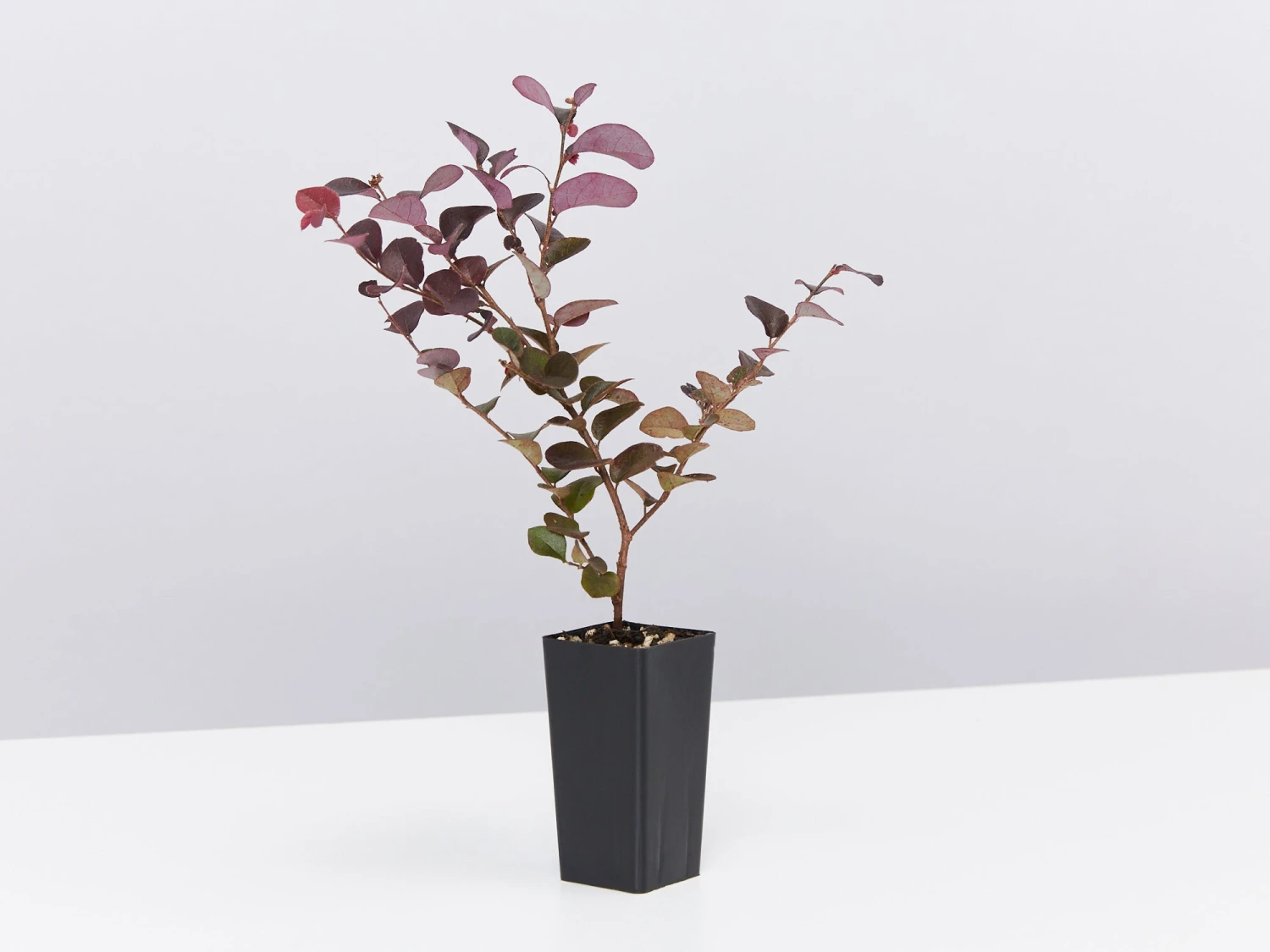 Loropetalum Chinense Fringe Flower - Bobz Red - Image 5