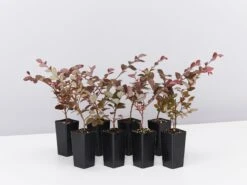 Loropetalum Chinense Bobz Pink