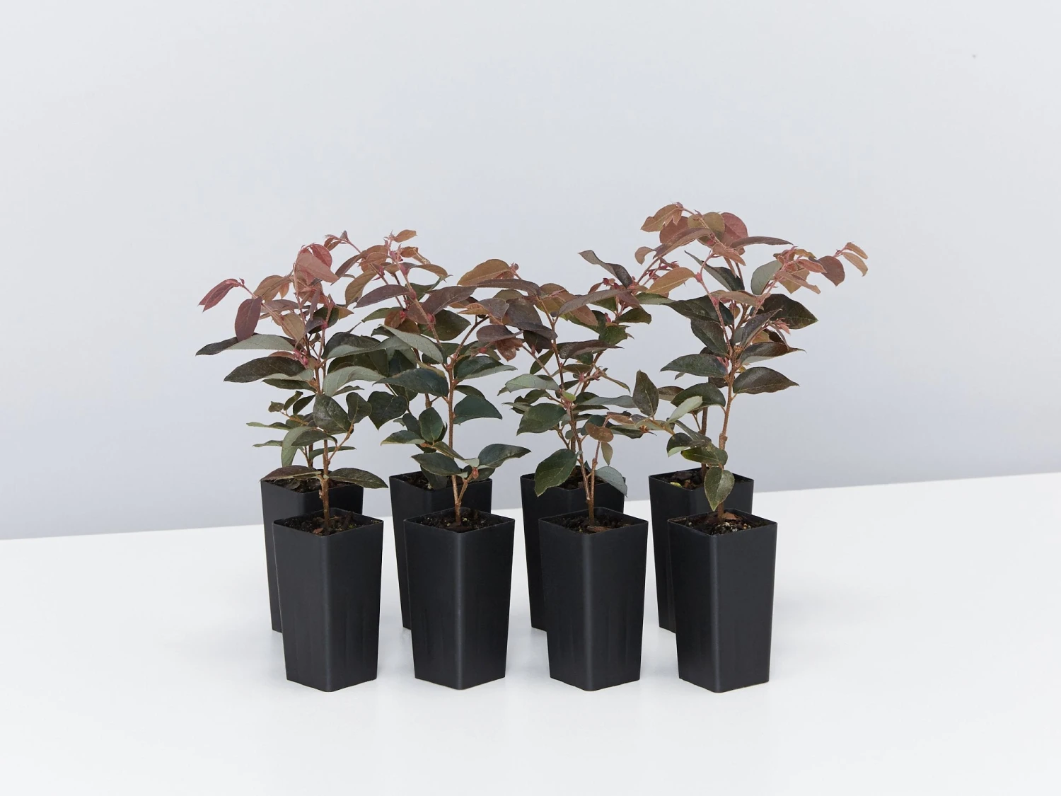 Loropetalum Chinense "China Pink"
