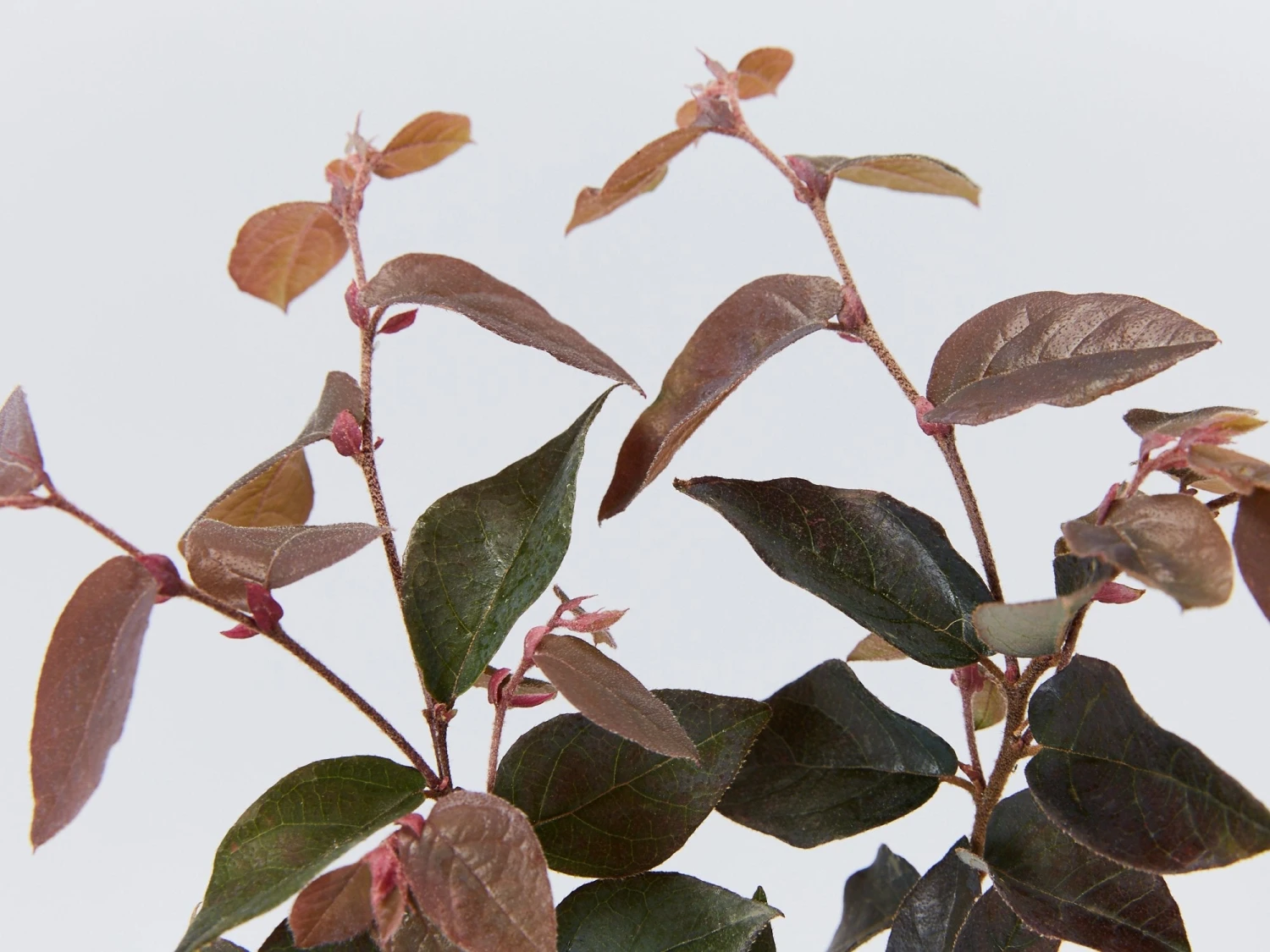 Loropetalum Chinense "China Pink" - Image 3