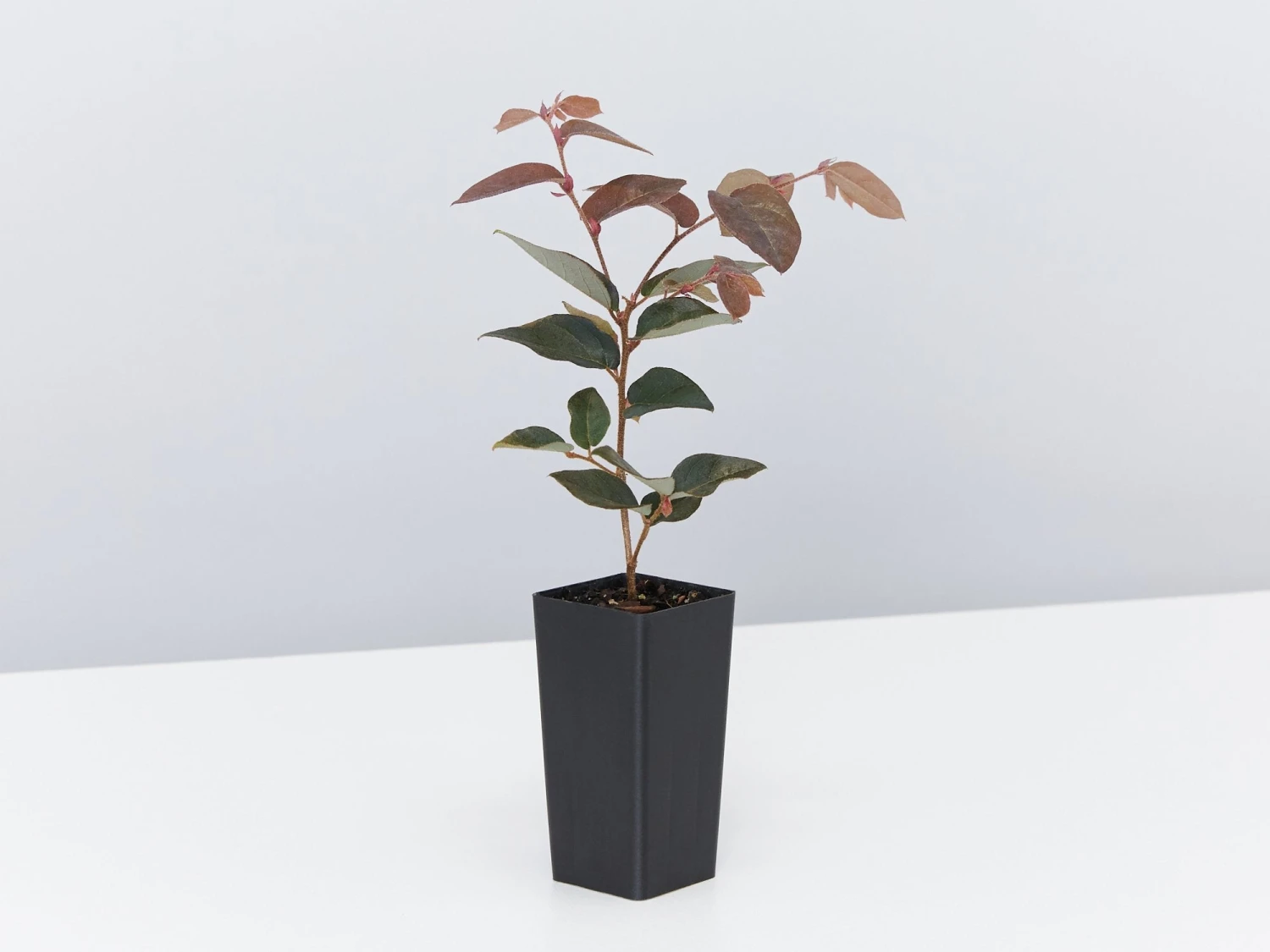 Loropetalum Chinense "China Pink" - Image 4