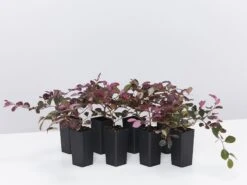 Loropetalum Chinense Purple Pixie™ ‘PEACK’ Pbr