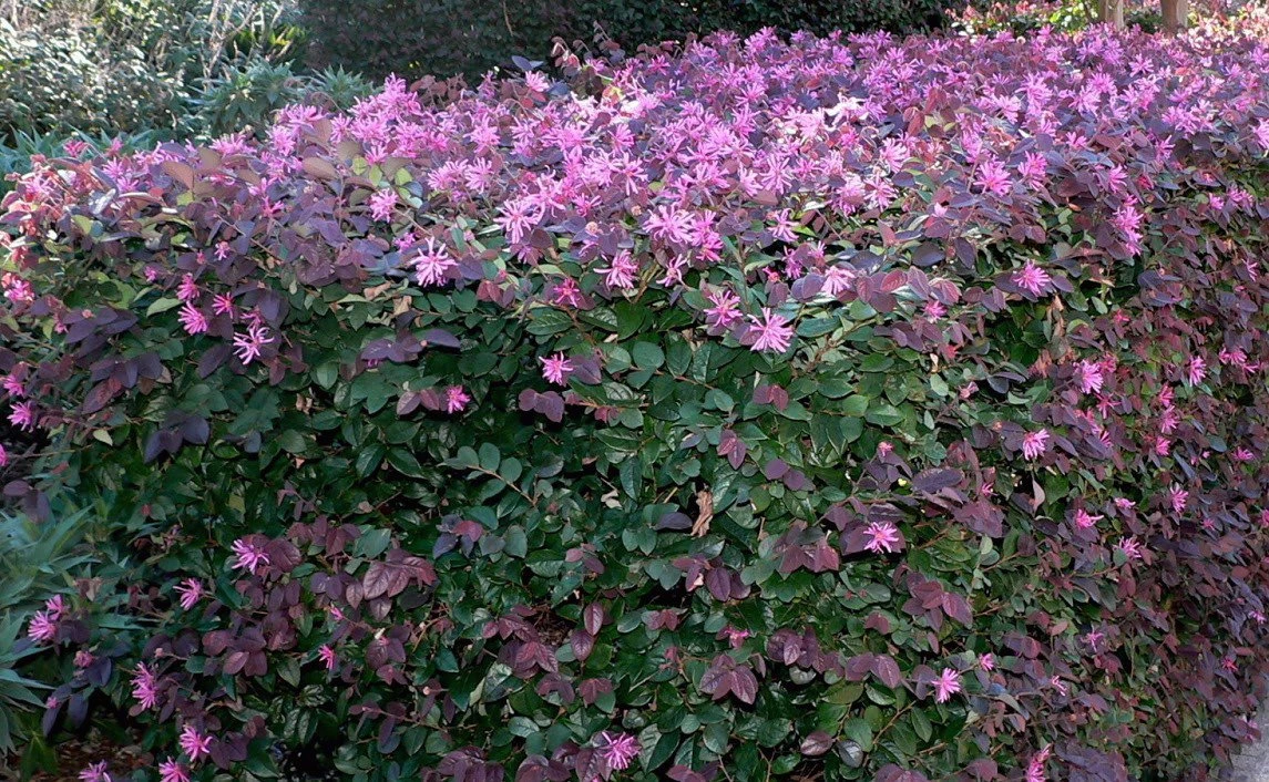 Loropetalum Chinense "China Pink" - Image 7