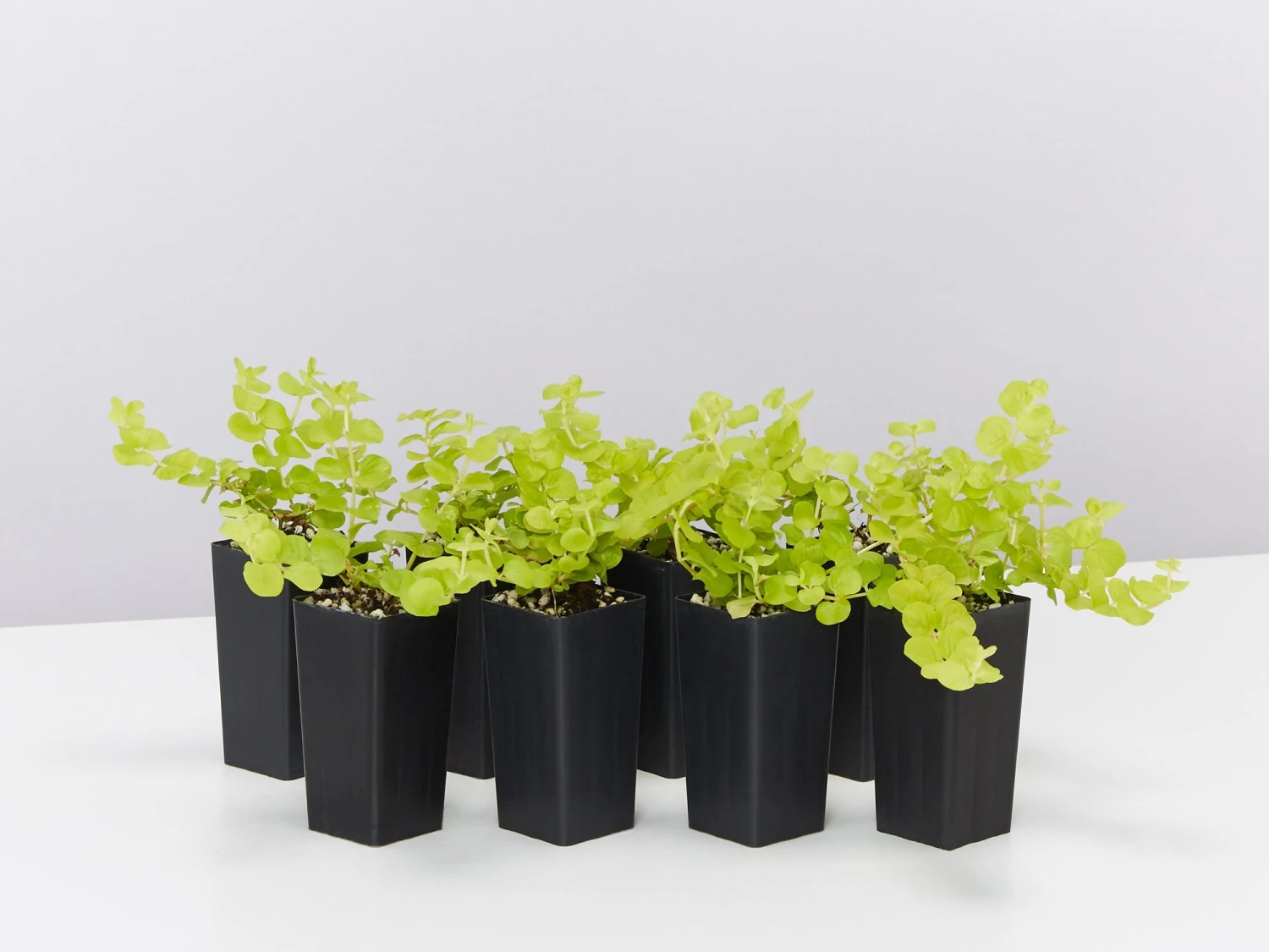 Lysimachia Nummularia Goldilocks