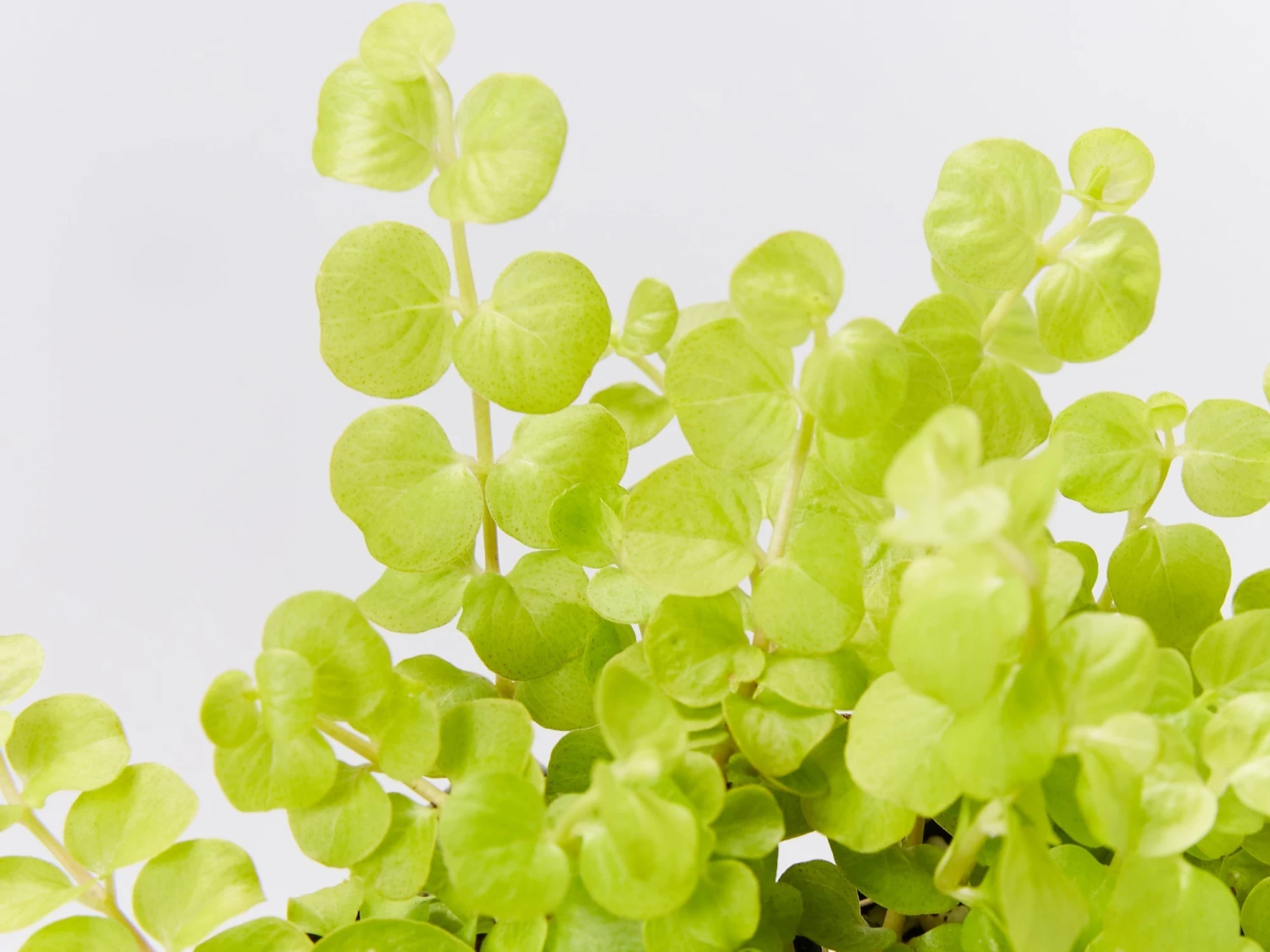 Lysimachia Nummularia Goldilocks - Image 2