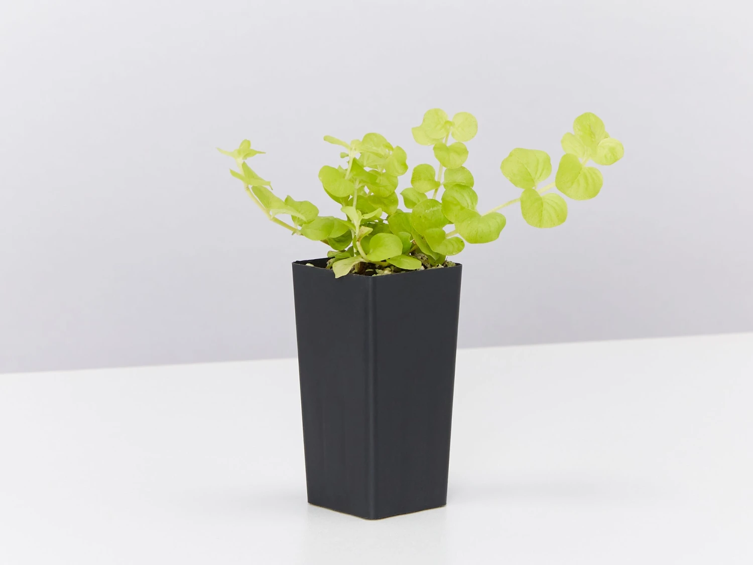 Lysimachia Nummularia Goldilocks - Image 3