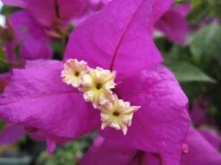 Bougainvillea Magnifica Trailii - 85mm