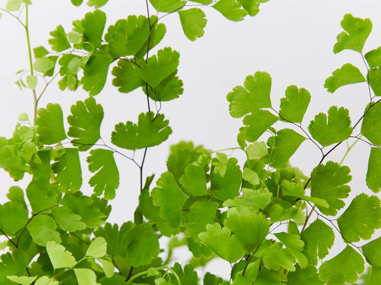 Maidenhair Fern - Pot + Plant + Soil - Image 7