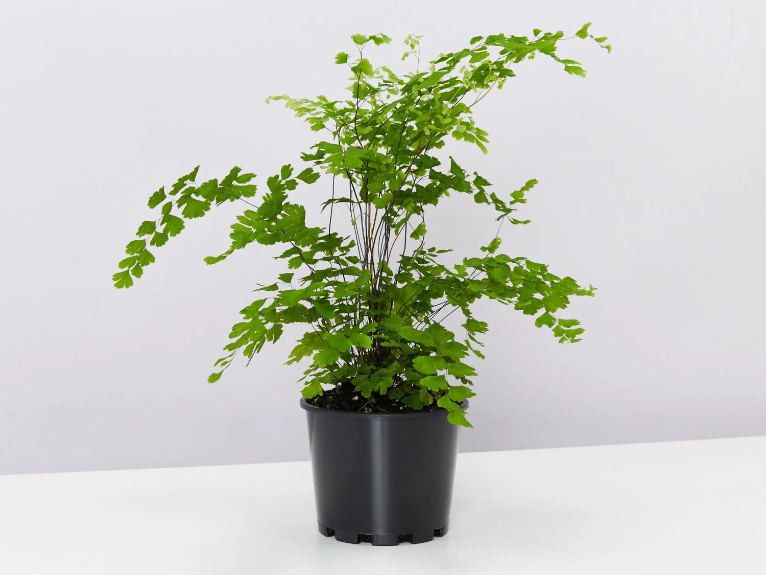 Maidenhair Fern - Pot + Plant + Soil - Image 8
