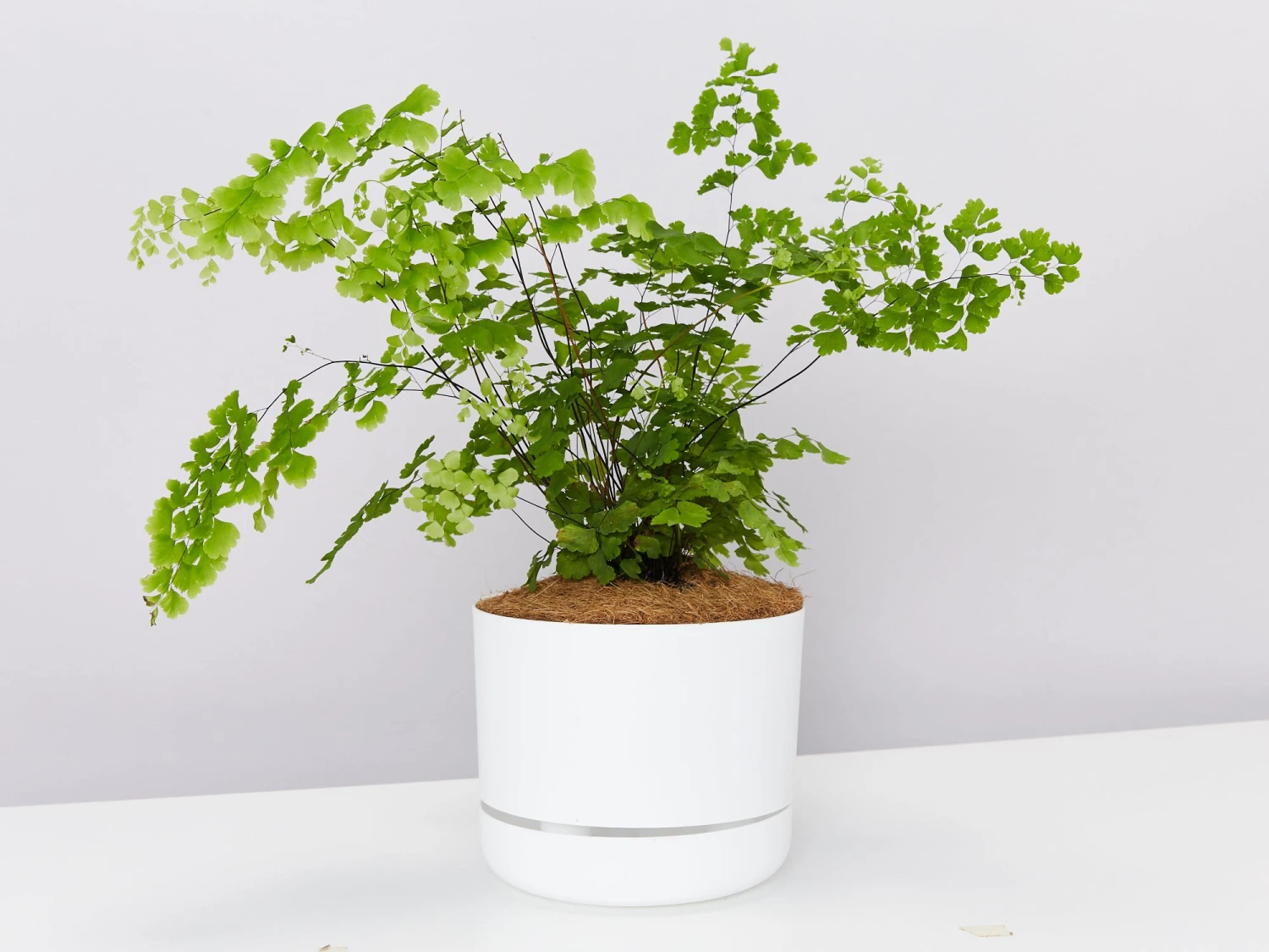 Maidenhair Fern - Pot + Plant + Soil - Image 3