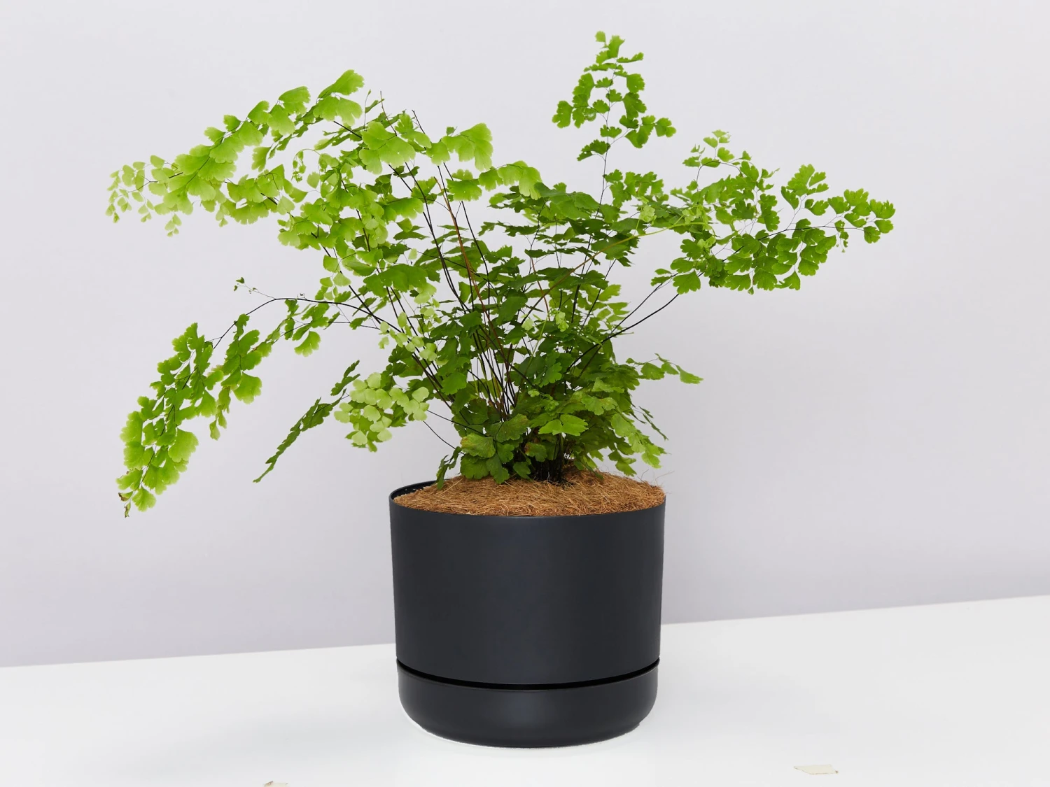 Maidenhair Fern - Pot + Plant + Soil - Image 2
