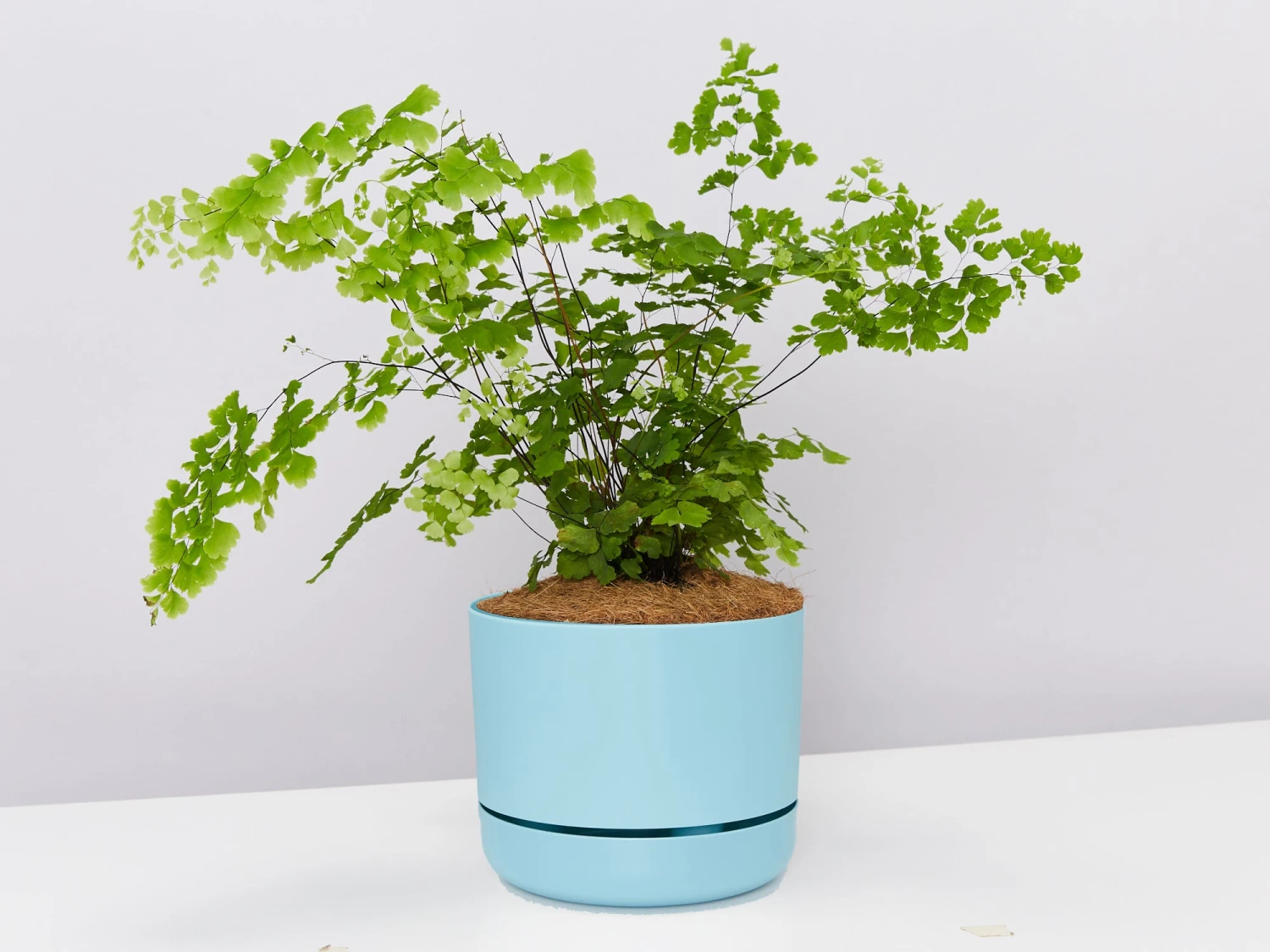 Maidenhair Fern - Pot + Plant + Soil - Image 4