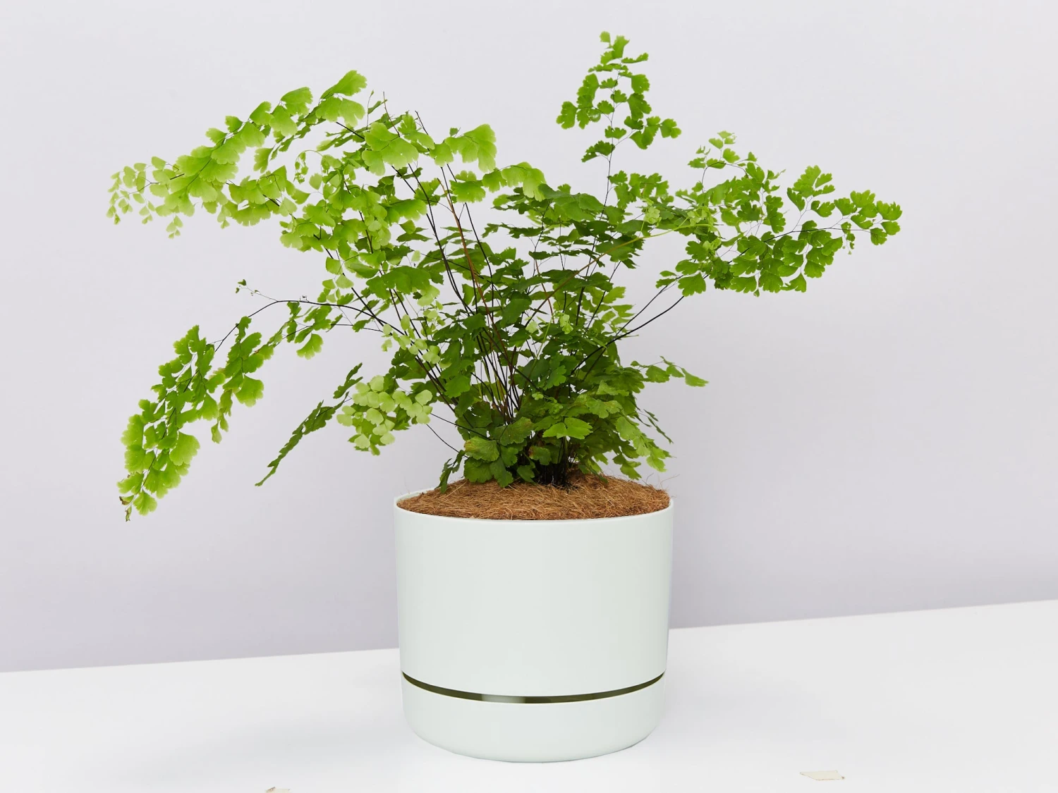 Maidenhair Fern - Pot + Plant + Soil