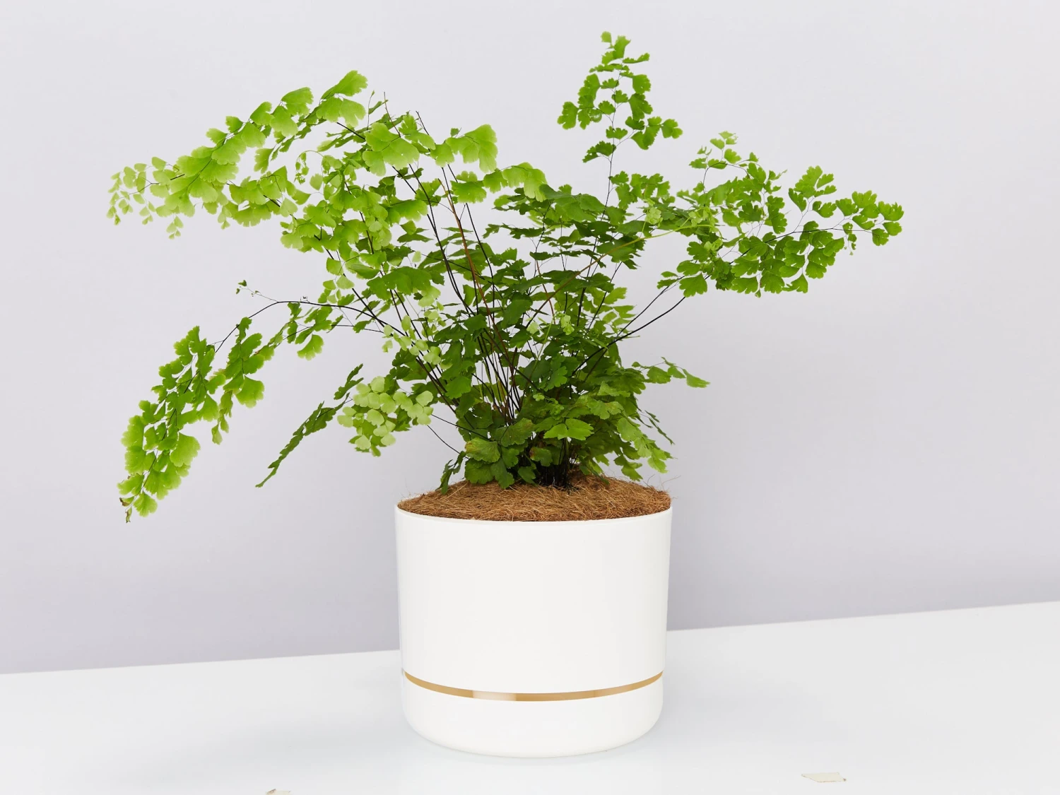 Maidenhair Fern - Pot + Plant + Soil - Image 5