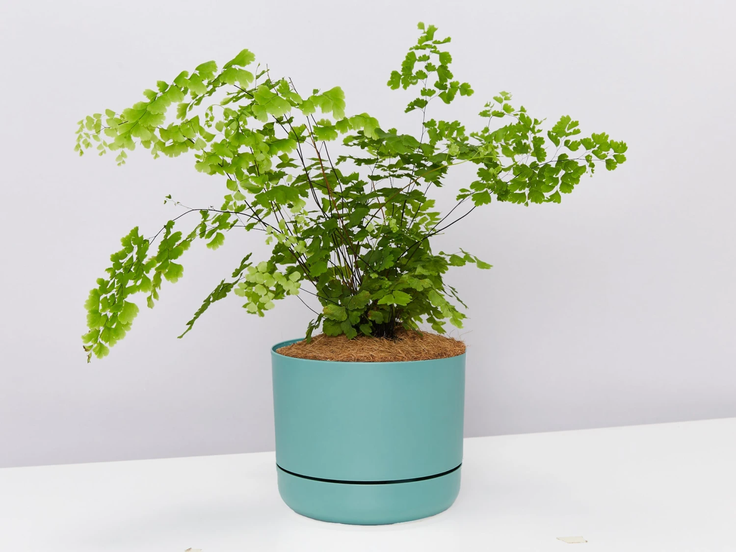 Maidenhair Fern - Pot + Plant + Soil - Image 6