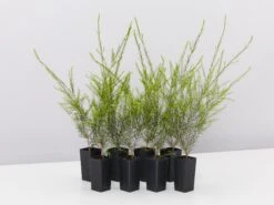 Melaleuca Armillaris Pink