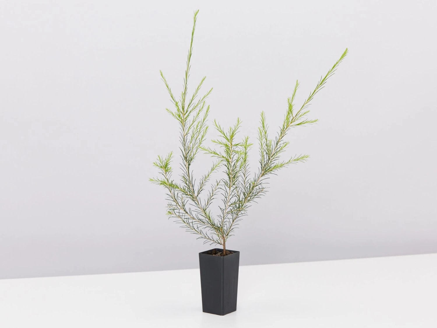 Melaleuca Armillaris Pink - Image 3