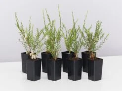 Melaleuca Thymifolia White Lace