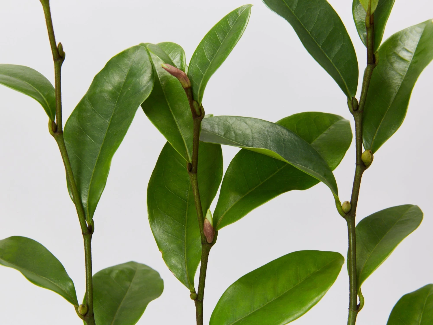 Michelia Coco - Image 4