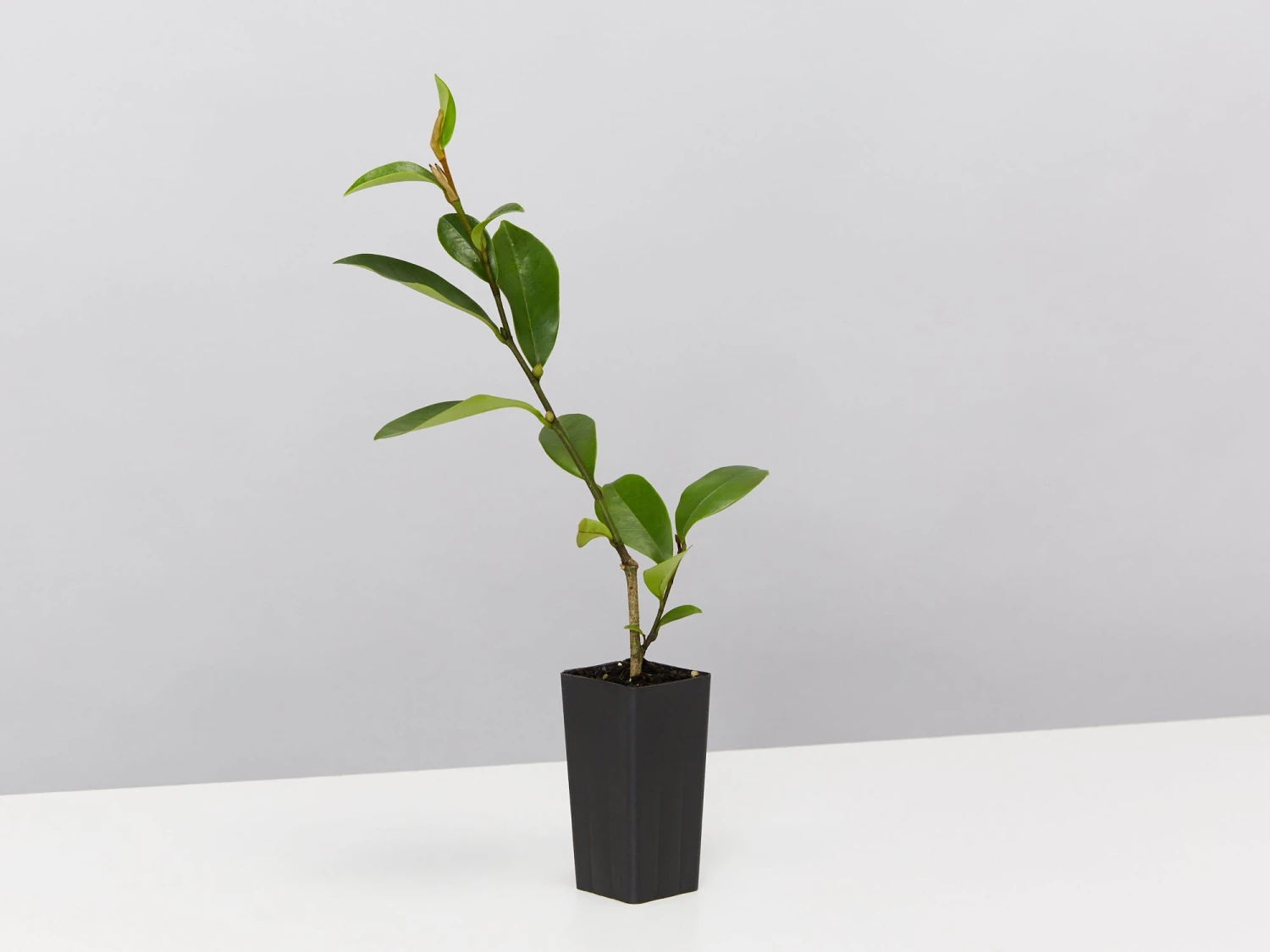 Michelia Coco - Image 3