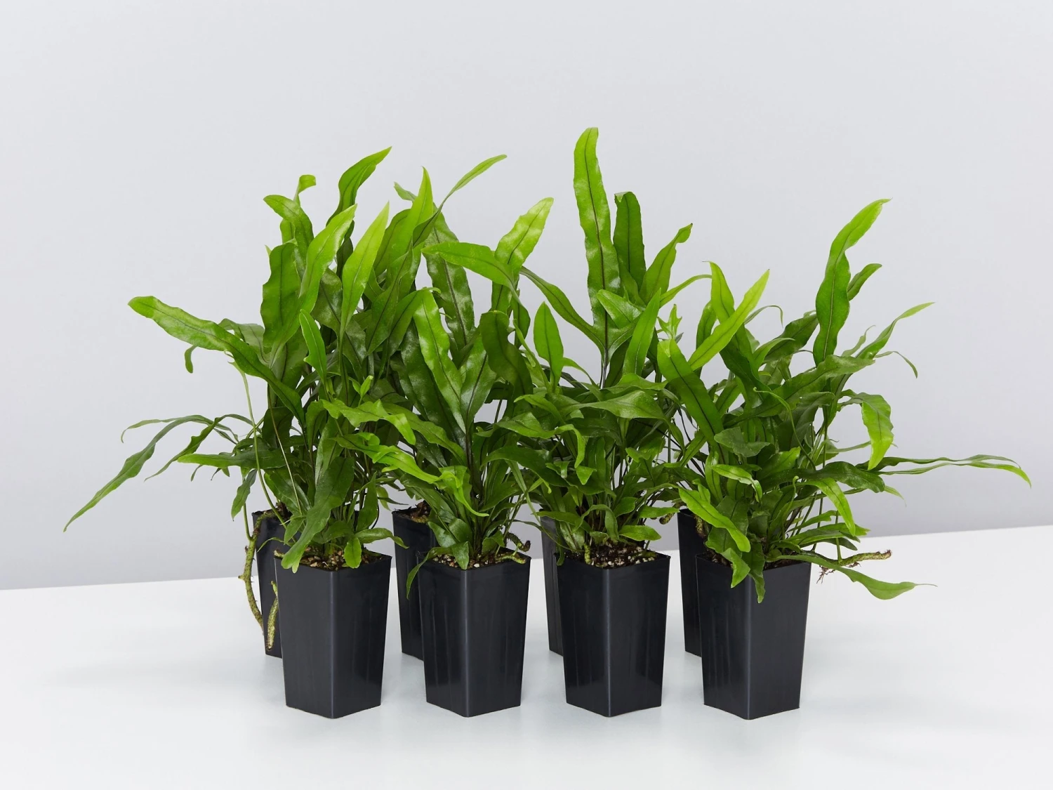 Microsorum Diversifolium Kangaroo Fern