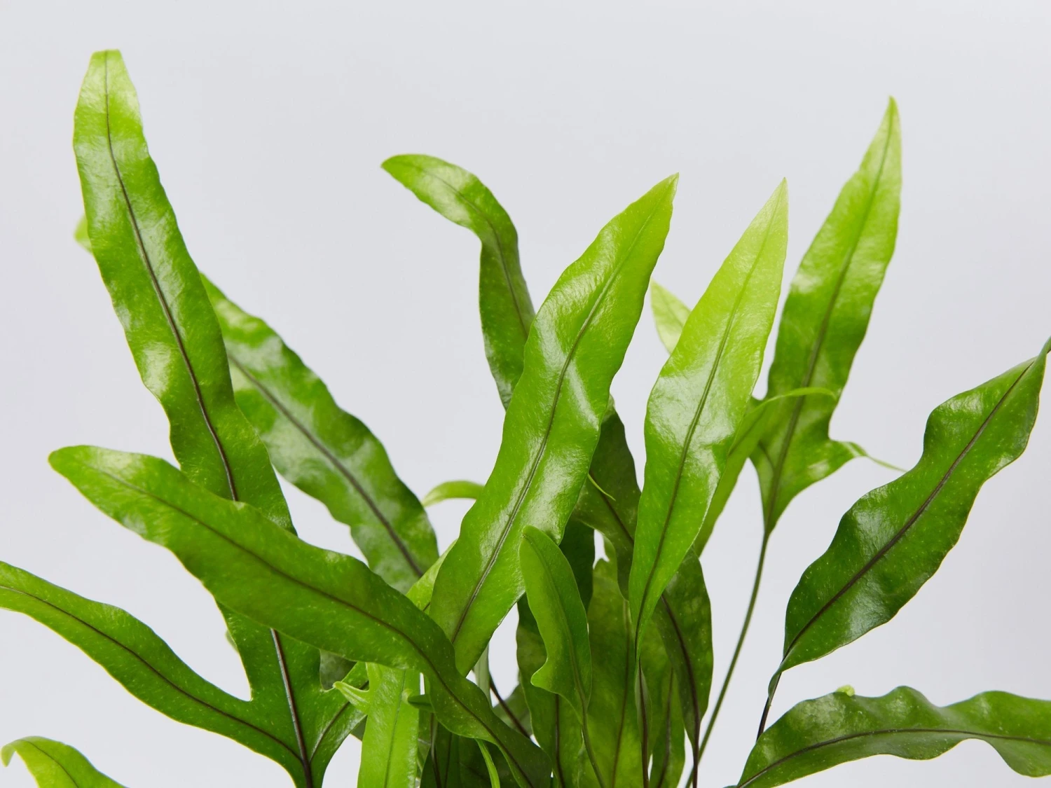 Microsorum Diversifolium Kangaroo Fern - Image 2