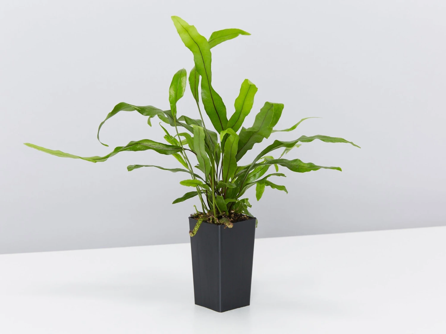 Microsorum Diversifolium Kangaroo Fern - Image 4