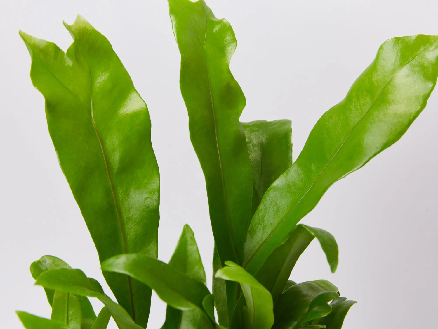 Microsorum Punctatum Green Flame - 85mm - Image 2