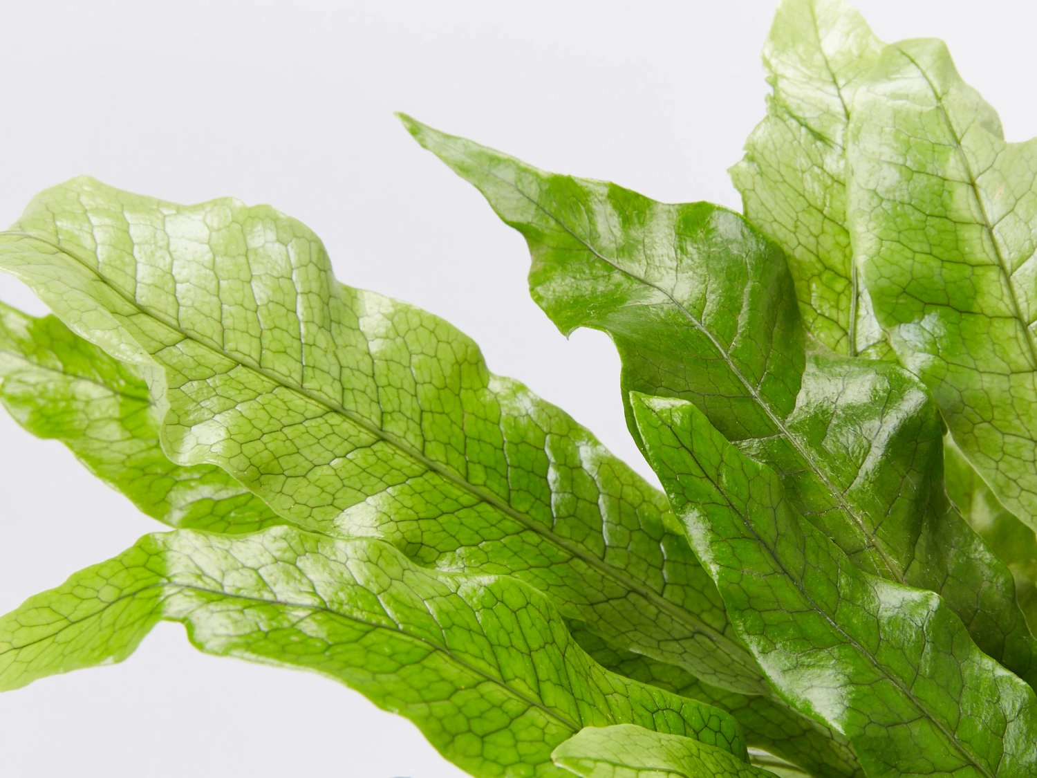 Crocodile Fern - Pot + Plant + Soil - Image 2