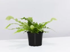 Crocodile Fern - Pot + Plant + Soil